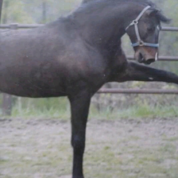 Meet your Posher, Christy - Picture 10 of 15